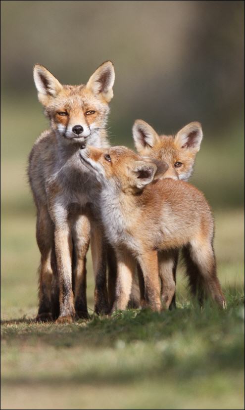 fuchsfamilie--pim-leijen---fotolia.com_650