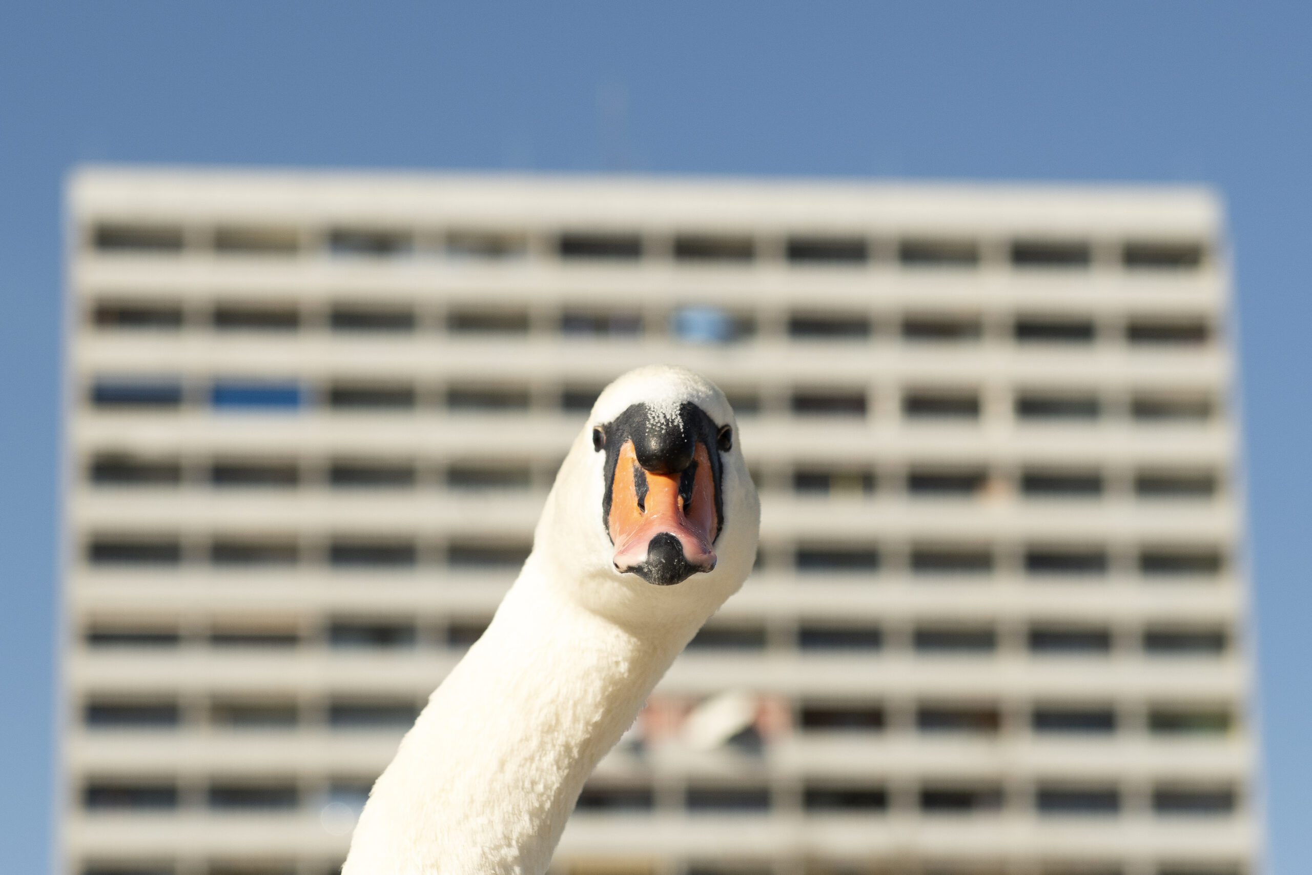 Schwan_Hochhaus_guckt schräg_Isar_München