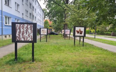 Eröffnung Freiluftausstellung I 16.8.24